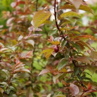 Zwerg-Blutpflaume 80-100cm