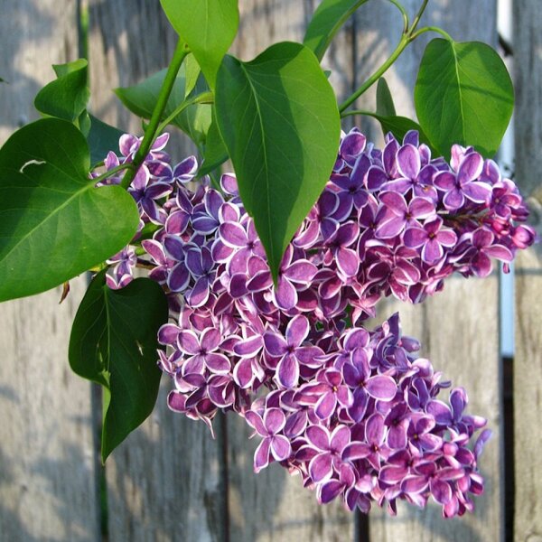 Edelflieder Sensation 50-70cm