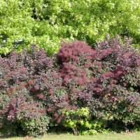 Roter Perückenstrauch Royal Purple 125-150cm