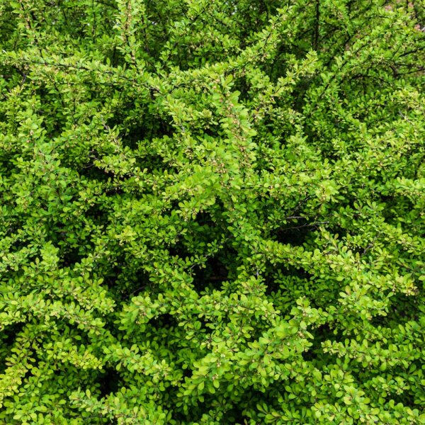 Böschungsmyrthe P0,5