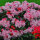 Rhododendron rubinrosa Kalinka  30-40cm
