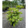 Rhododendron rubinrosa Kalinka  30-40cm