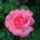 Edelrose Aachener Dom C5