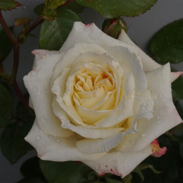 Edelrose Athena C5