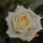 Edelrose Athena C5