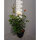 Edelrose Athena C5