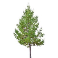 Europäische Lärche 150-200cm am Ballen