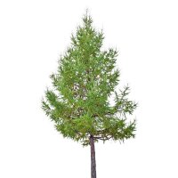 Europäische Lärche 125-150cm am Ballen