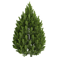 Schlangenhaut-Kiefer 125-150cm mit Ballen  | AKTION