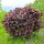 Blut-Hasel/ Purpur-Hasel 80-100cm