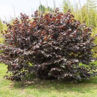 Blut-Hasel/ Purpur-Hasel 100-125cm