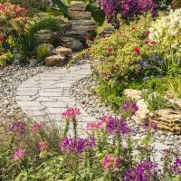 Buntblättrige Weigelie Nana Variegata 60-80cm am Ballen