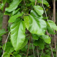 Maulbeerbaum Pendula Hochstamm | Stammumfang 10-12cm