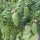 Hemlock-Tanne 125-150cm mit Ballen