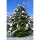 Hemlock-Tanne 125-150cm mit Ballen