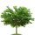 Weißer Maulbeerbaum 60-80cm im Co