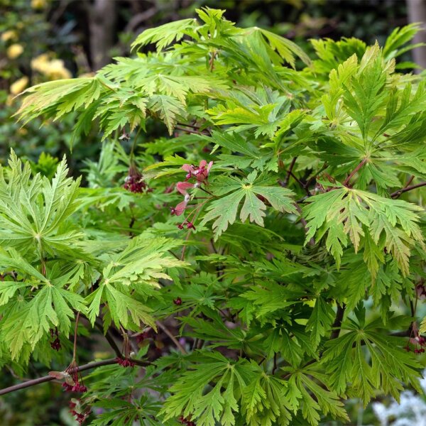 Japanischer Feuer-Ahorn Aconitifolium 125-150cm C30