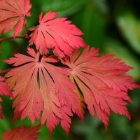 Japanischer Feuer-Ahorn Aconitifolium 100-125cm