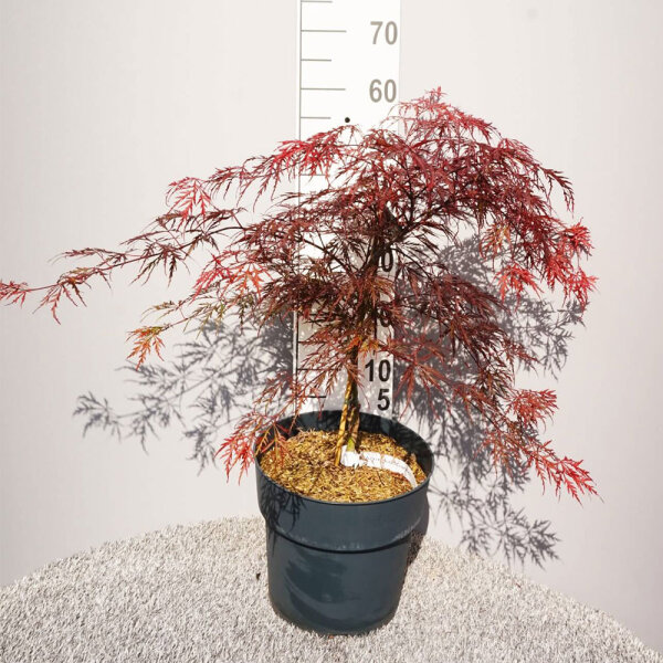 Dunkelroter Schlitzahorn 'Dissectum Garnet' bestellen und liefern las,  112,90