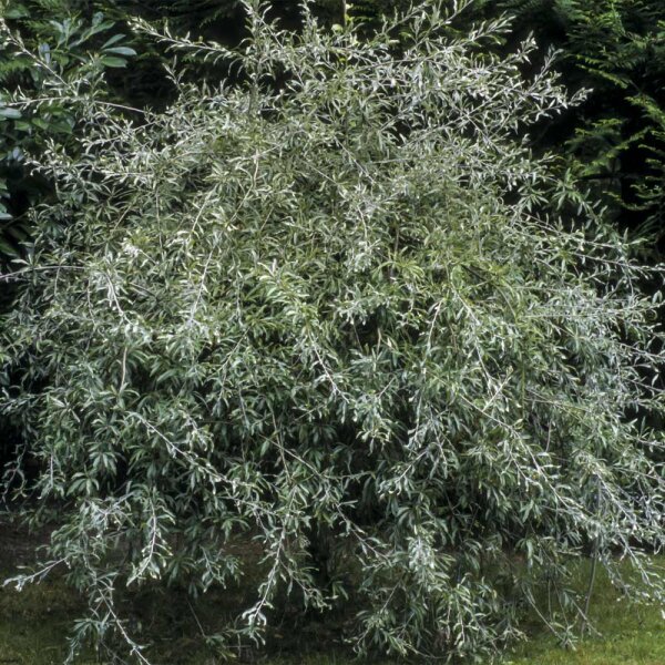 Weidenblättrige Birne Pendula Stammhöhe 150cm im Co