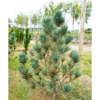 Zirbe 60-80cm am Ballen