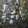 Schneebeere White Hedgae C3
