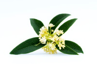 Frühlingsduftblüte 30-40cm im C3