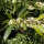 Frühlingsduftblüte 30-40cm im C3