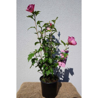 Garteneibisch Woodbridge 80-100cm im 10l Topf