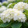 Ball-Hortensie Endless Summer The Bride®  im 7,5l Topf