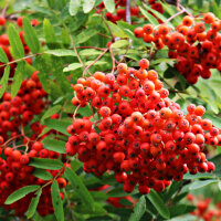 Eberesche Edulis 200-220cm