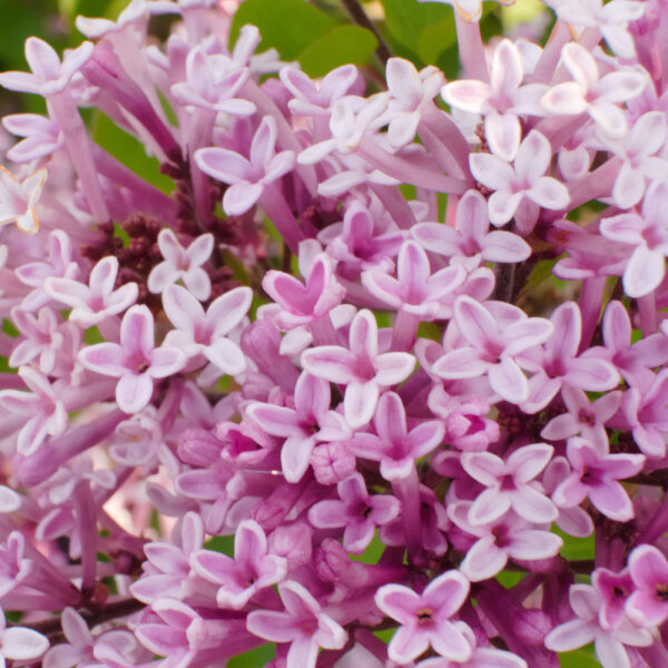 Zwergflieder Palibin Stamm 90cm