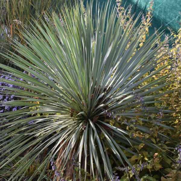 Yucca rostrata - Palmlilie P1