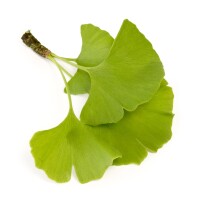 Kugel-Ginkgobaum Mariken Stammhöhe120cm im C12