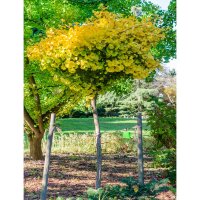 Kugel-Ginkgobaum Mariken Stammhöhe120cm im C12
