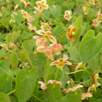 Elfenblume Orangekönigin 0,5l