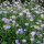 Pyrenäen-Aster Lutetia P1