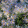 Pyrenäen-Aster Lutetia P1