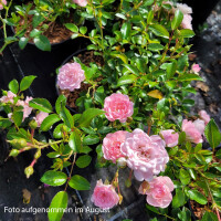 Bodendecker-Rose The Fairy im 1,5l Topf