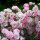 Bodendecker-Rose The Fairy im 1,5l Topf
