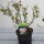 Bodendecker-Rose The Fairy im 1,5l Topf