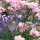 Bodendecker-Rose The Fairy im 1,5l Topf