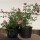 Bodendecker-Rose The Fairy im 1,5l Topf