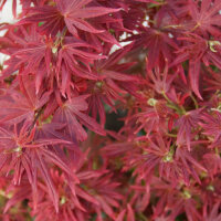 Fächerahorn Shaina 60-80cm im 5l Topf