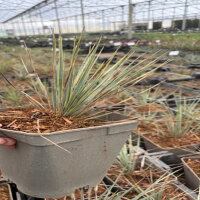 Yucca rostrata - Palmlilie C3