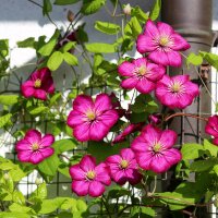 Clematis Ville de Lyon im C2