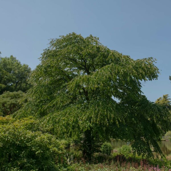 Japanischer Kuchenbaum Katsurabaum 150-175cm am Ballen