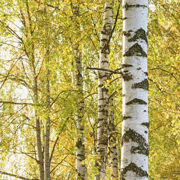 Heimische Birke 300-350cm am Ballen