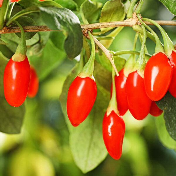 Goji-Beere Instant Sucess im C2