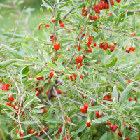 Goji-Beere Instant Sucess im C2